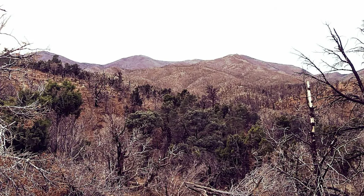 Westcare Harris Springs Ranch - Photo 4